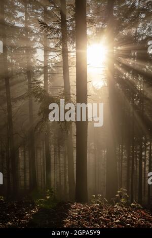 Nadelwald im Gegenlicht Foto Stock