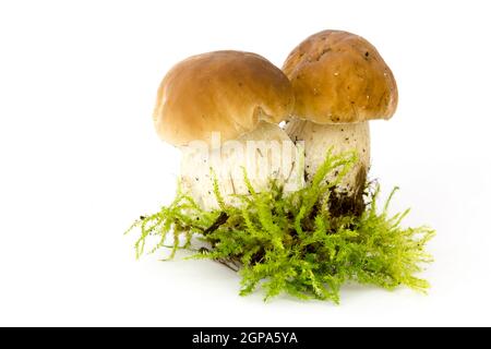 funghi boletus edulis su moos - sfondo bianco Foto Stock