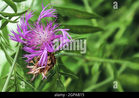 Petali rosa spiralati su un fiore a chioccia. Foto Stock