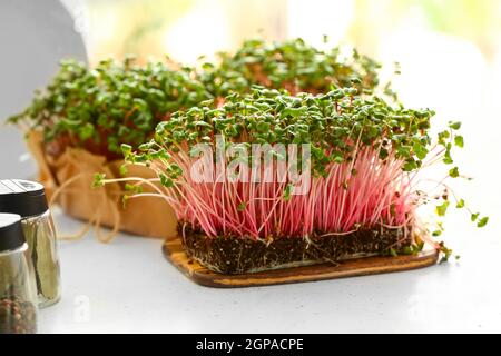 Germogli freschi e microgredi sul tavolo Foto Stock