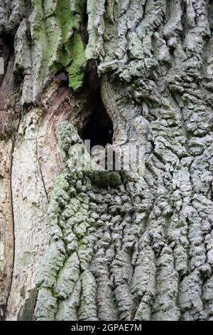 Vecchio albero chirurgia ramo potare ferita cicatrice dove la corteccia ha guarito, ma con il cuore visibile. Foto Stock