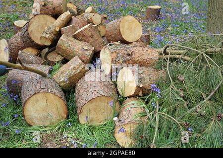 Mucchio di tronchi di conifere, probabilmente pino scozzese, in brevi sezioni con rami con foglie e coni a lato e fiori di bluebell sullo sfondo. Foto Stock