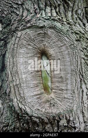 Vecchio albero chirurgia ramo potare ferita cicatrice dove la corteccia ha guarito, ma con il cuore visibile. Foto Stock