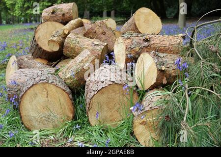 Mucchio di tronchi di conifere, probabilmente pino scozzese, in brevi sezioni con rami con foglie e coni a lato e fiori di bluebell sullo sfondo. Foto Stock