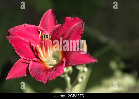 Rosso e giallo giorno su sfondo verde sfocato. Foto Stock