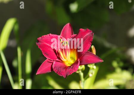 Rosso e giallo giorno su sfondo verde sfocato. Foto Stock