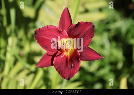 Un rosso al giorno centrato contro un verde chiaro foglie. Foto Stock