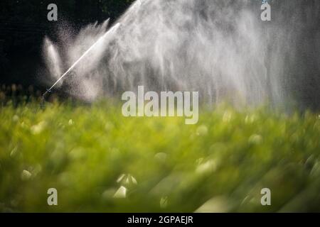 Agricoltura intensa mais fiekd essere irrigatedwith enormi quantità di acqua in una calda giornata estiva Foto Stock