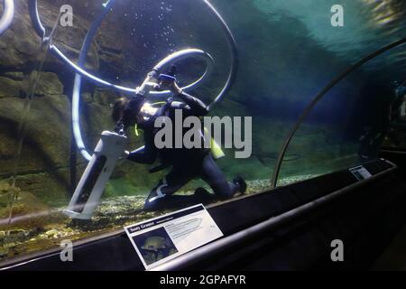 Pulizia subacquea sottovuoto l'acquario di pesce d'acqua dolce, Territory Wildlife Park, Berry Springs, Northern Territory, Australia. No MR o PR Foto Stock