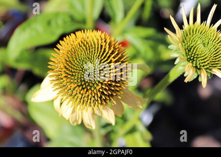 Primo piano di fiori di coniflower in piena fioritura durante la fine dell'estate. Foto Stock