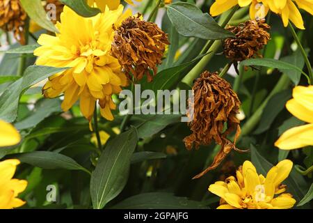 Falsi fiori di girasole morti tra le teste fiorenti. Foto Stock
