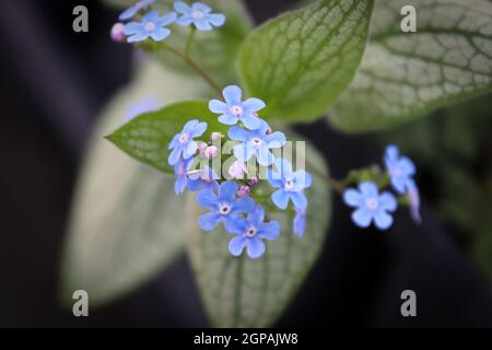 Delicati fiori blu e viola su un dimentica-me-non. Foto Stock