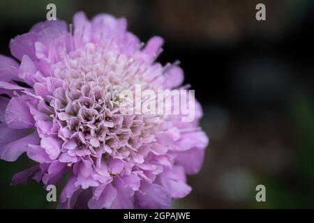 Vista macro del delicato centro su un pincushion rosa. Foto Stock