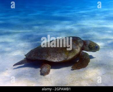 Tartaruga di Loggerhead (Caretta caretta) alla ricerca di invertebrati sepolti nel fondo della laguna di sabbia, Ningaloo Reef Marine Park, Australia Occidentale Foto Stock