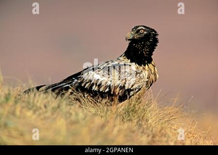 Avvoltoio porticato immaturo in pericolo (Gypaetus barbatus) appollaiato a terra, in Sudafrica Foto Stock