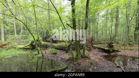 Stand albero misto naturale con quercia spezzata e acqua intorno, Bialowieza Forest, Polonia, Europa Foto Stock