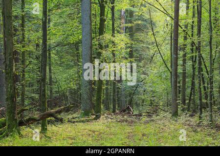 Alberi misti naturali stand con alcuni vecchi alberi, Bialowieza Forest, Polonia, Europa Foto Stock