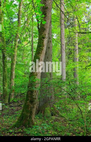 Alberi misti naturali stand con alcuni alberi antichi, Bialowieza Forest, Polonia, Europa Foto Stock