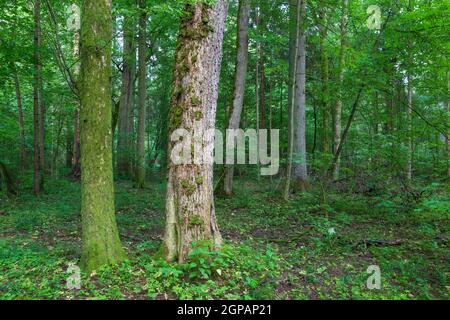 Alberi misti naturali stand con alcuni alberi antichi, Bialowieza Forest, Polonia, Europa Foto Stock