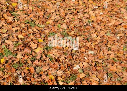 Tessiturali sfondo dalla caduta foglie di un pioppo. Un autunno tappeto dal fogliame. la girata Giallo autunno foglie secche di un pioppo Foto Stock