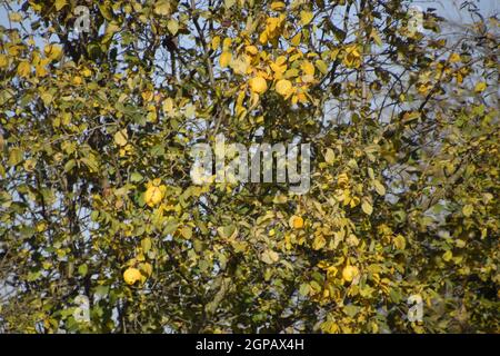 Albero di mela cotogna con frutti. Inverno apple. Novembre frutta Foto Stock