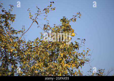 Albero di mela cotogna con frutti. Inverno apple. Novembre frutta Foto Stock