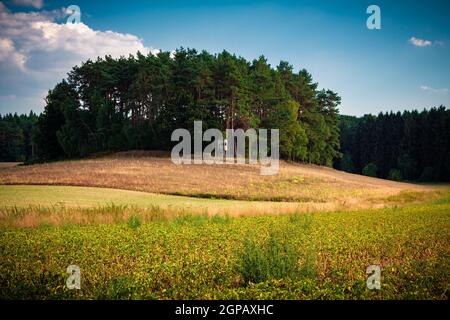 Paesaggio tipico a Lüneburg Heath con pelle rialzata. Germania settentrionale. Foto Stock