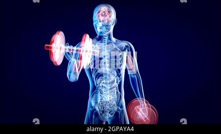 Illustrazione 3D di un'anatomia di un uomo radiogeno I bicipiti ricci Foto Stock