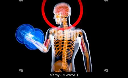 Illustrazione 3D di un'anatomia di un uomo radiogeno I bicipiti ricci Foto Stock