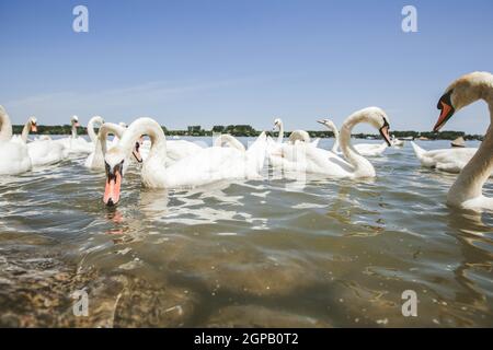 Greggi di cigni bianchi sul Danubio durante il giorno d'estate Foto Stock