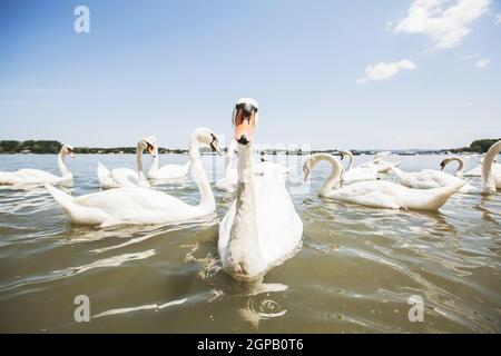 Greggi di cigni bianchi sul Danubio durante il giorno d'estate Foto Stock