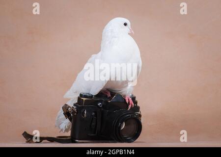Il piccione bianco si siede su una fotocamera nera retrò, su uno sfondo beige, all'interno dello studio in profilo Foto Stock