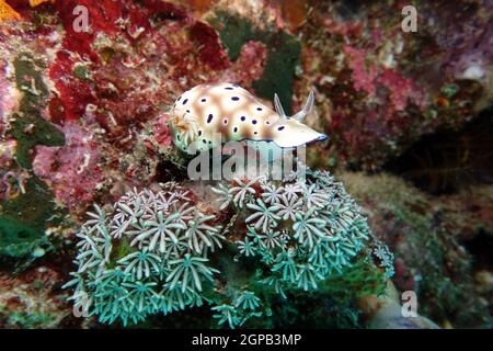 Hypselodoris di Tryon - Hypselodoris trioni, Indonesien, Nord-Molukken, Halmahera Foto Stock