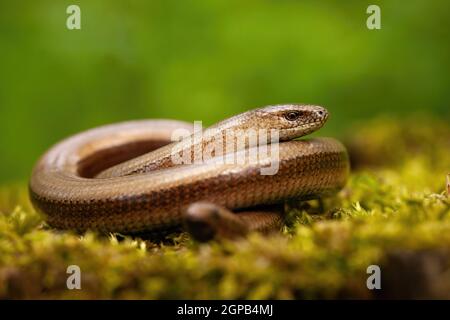 Torto slowworm, anguis fragilis, che si crogiolano su una roccia verde e muscolosa nella natura primaverile. Animale selvatico che riposa a terra da vicino. Sordo add sole Foto Stock