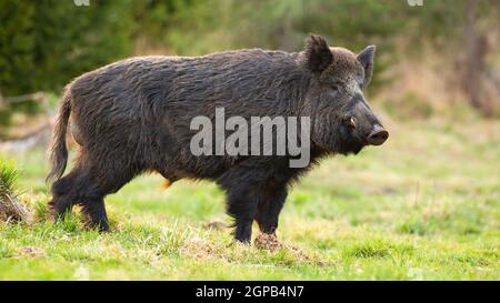 Cinghiale pericoloso, sus scrofa, con lunghe zecche in piedi su erba verde nella foresta primaverile. Mammifero maschile aggressivo con denti bianchi che ascoltano su un felice Foto Stock