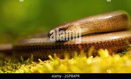 Primo piano di sommatore sordo, anguis fragilis, giacente su un terreno mussoso nella natura primaverile. Testa di verme che poggia su erba verde. Lucertola crogiolarsi al sole Foto Stock