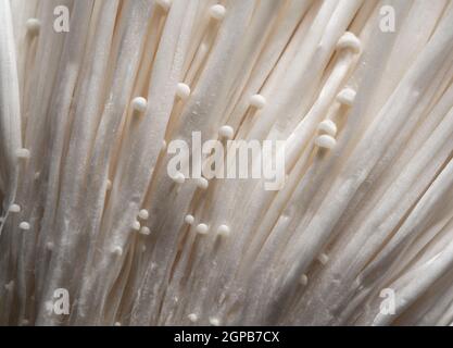 Primo piano dei funghi Enoki sullo schermo. Grafica web sfondi funghi Foto Stock