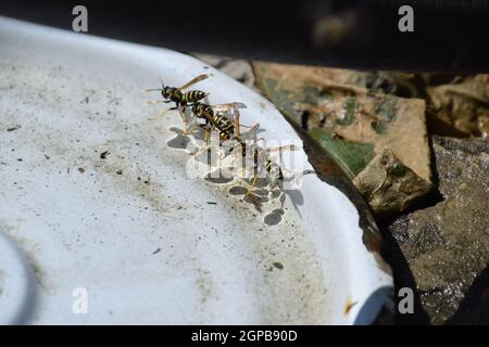 Vespe Polistes bere acqua. La capacità di vespe Polistes non affondare in acqua. Foto Stock