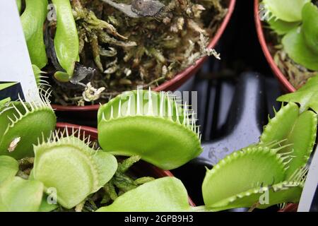 closeup di vasi venere fly trap piante. Foto Stock