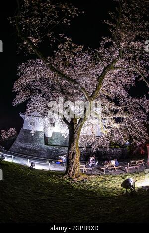 Castello di Odawara e fiori di ciliegio. Luogo di tiro: Odawara, Prefettura di Kanagawa Foto Stock