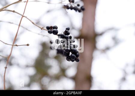 Bacche di aronia chokeberry sui rami in inverno Foto Stock