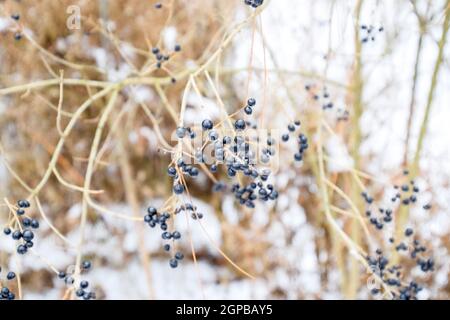 Bacche di aronia chokeberry sui rami in inverno Foto Stock