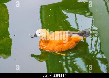 Immagine di un'anatra maledetta (marrone anatra). Luogo di ripresa: Yokohama-città prefettura di kanagawa Foto Stock