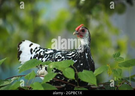 Pollo Gambour macchiato in agguato tra le foglie di cespuglio verde dentro estate fuori l'agitazione Foto Stock