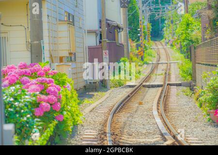 Hydrangea e Enoden di linea. Luogo di tiro: Kamakura, Prefettura di Kanagawa Foto Stock