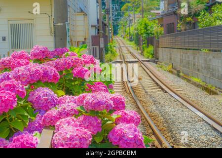 Hydrangea e Enoden di linea. Luogo di tiro: Kamakura, Prefettura di Kanagawa Foto Stock