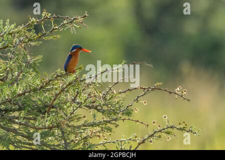 Kingfisher di malachite sul thornbush con becco incandescente Foto Stock