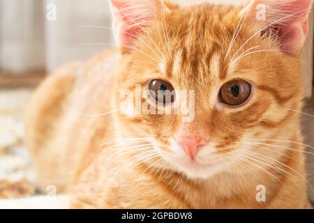 closeup intelligente di colore rosso pallido gatto ritratto Foto Stock