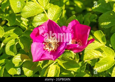 Api colecting polen dal rosa brier rose Foto Stock