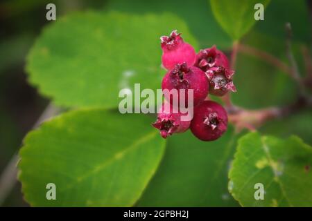 Bacche selvatiche di saskatoon immature che crescono su un arbusto. Foto Stock